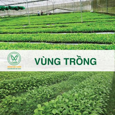 Vùng trồng