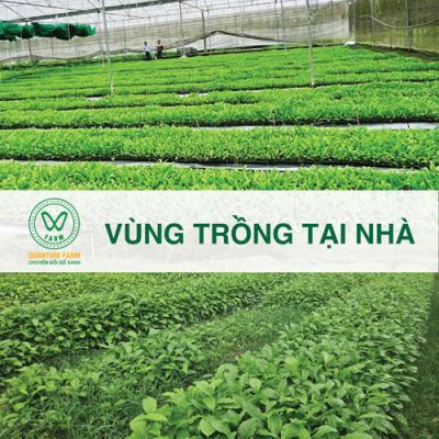 Vùng trồng tại nhà