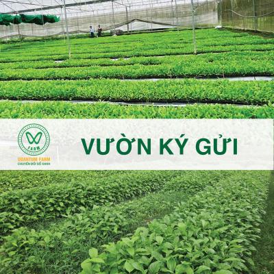 Vườn ký gửi
